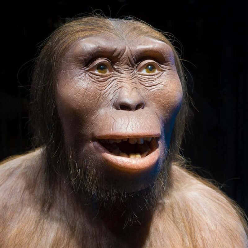 How we misunderstood what the Lucy fossil reveals about ancient humans