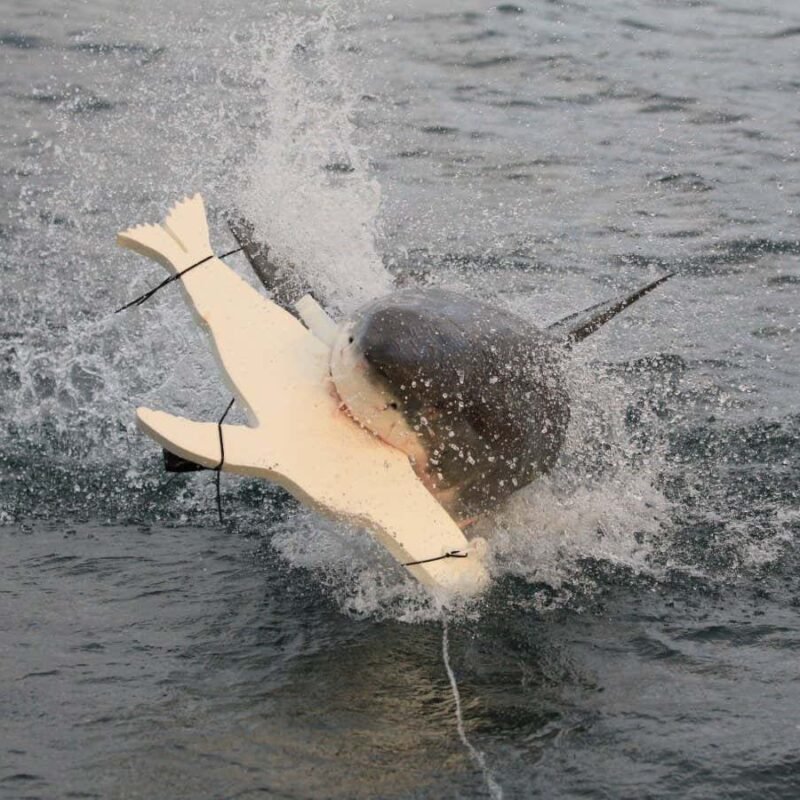 Lights on surfboards and wetsuits could deter shark attacks