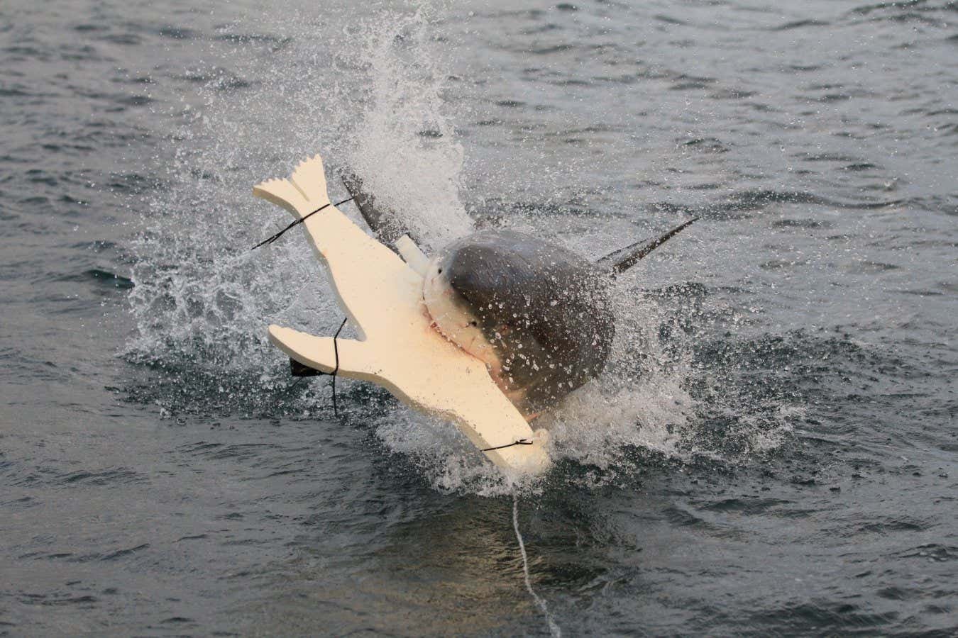 Lights on surfboards and wetsuits could deter shark attacks