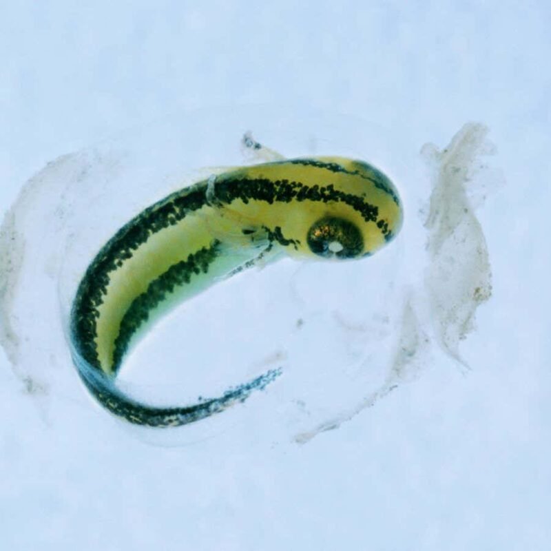 A 200-year-old mystery about newts has finally been solved