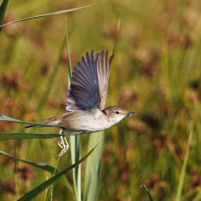 Migratory birds can use Earth’s magnetic field like a GPS