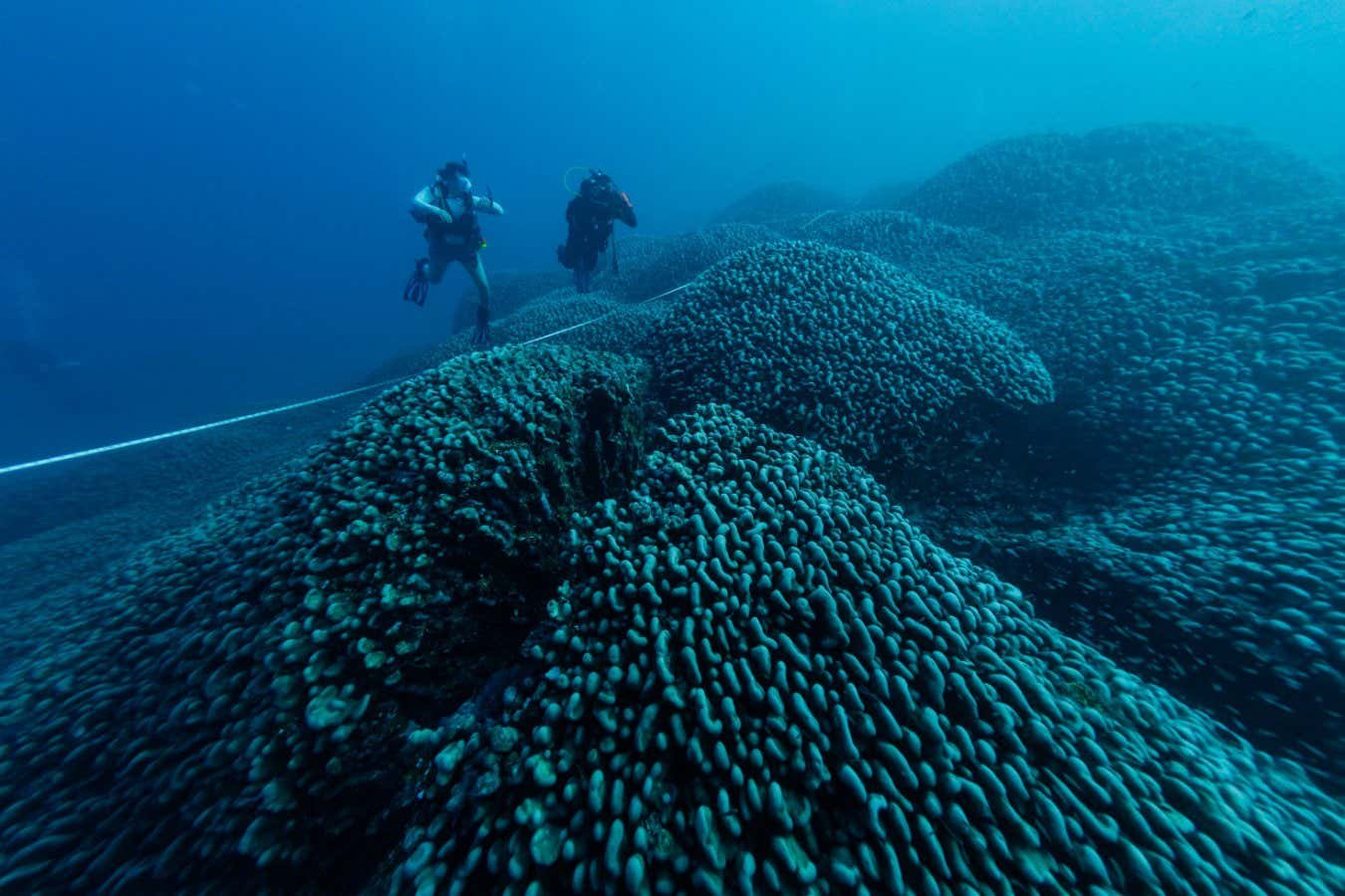 World’s largest coral is 300 years old and was discovered by accident