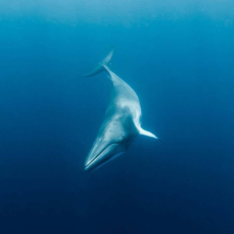 Brainwave experiment shows minke whales have ultrasonic hearing