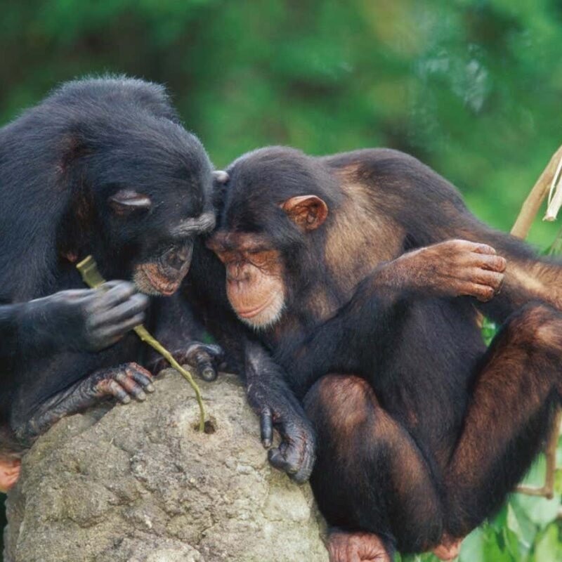 Chimpanzees seem to get more technologically advanced through culture