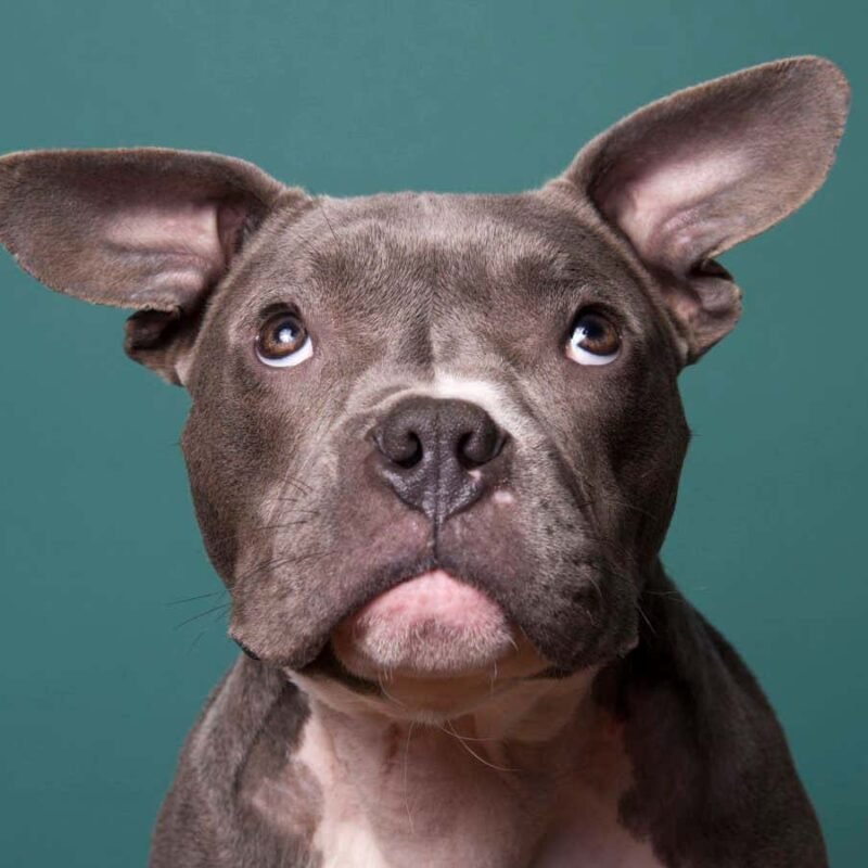 How a unique puppy kindergarten lab put the science into dog training