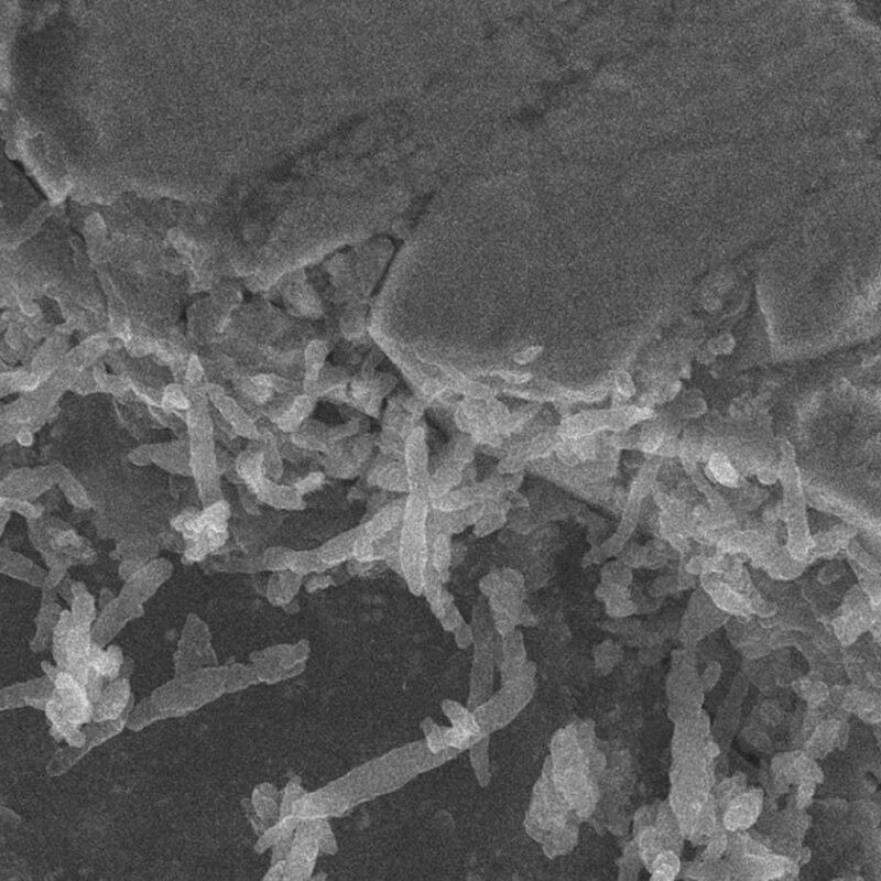 Bacteria found in asteroid sample – but they’re not from space