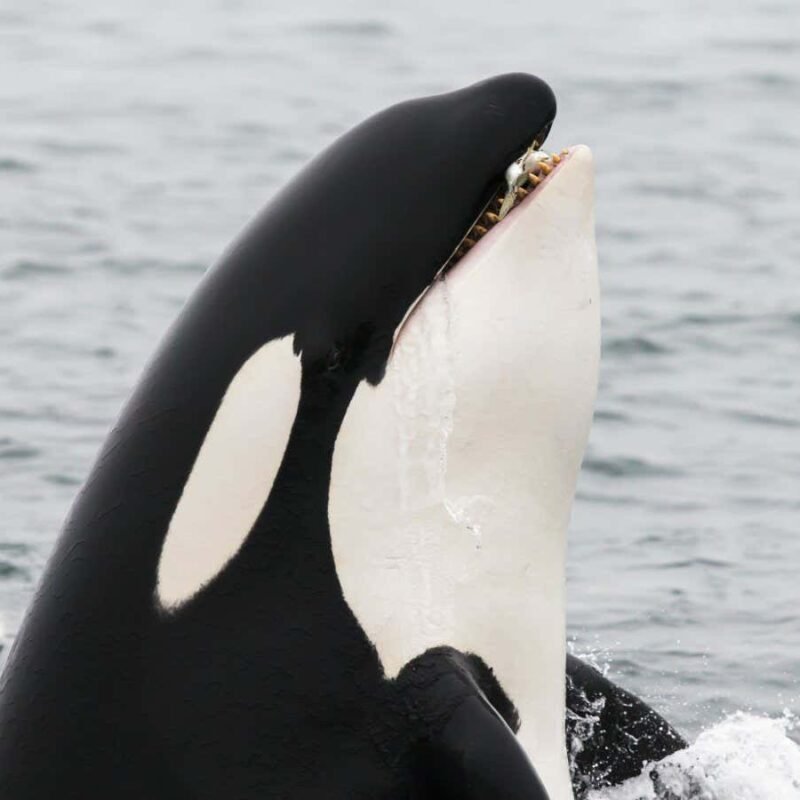 Orcas have begun wearing salmon hats again – and we may soon know why