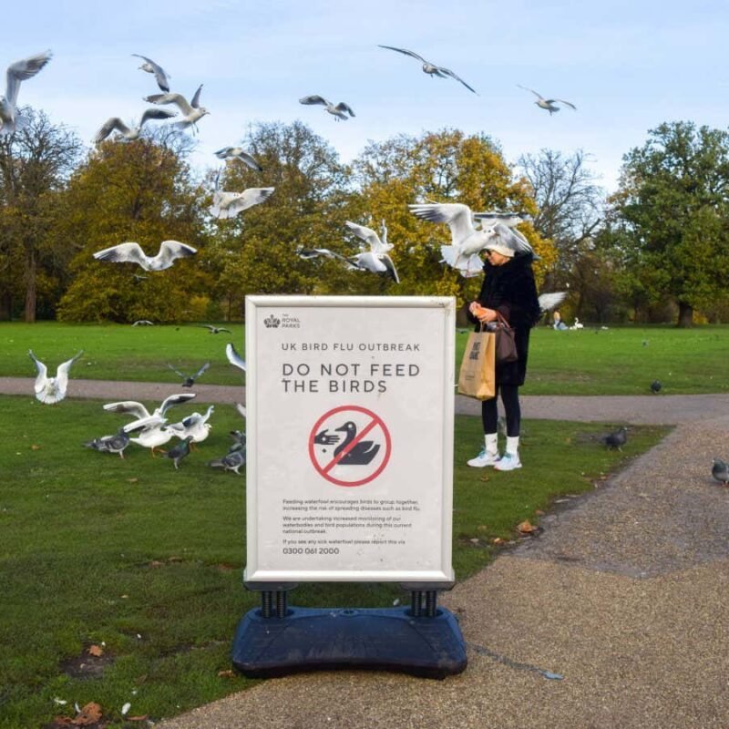 Bird flu may be adapting to become more infectious to humans