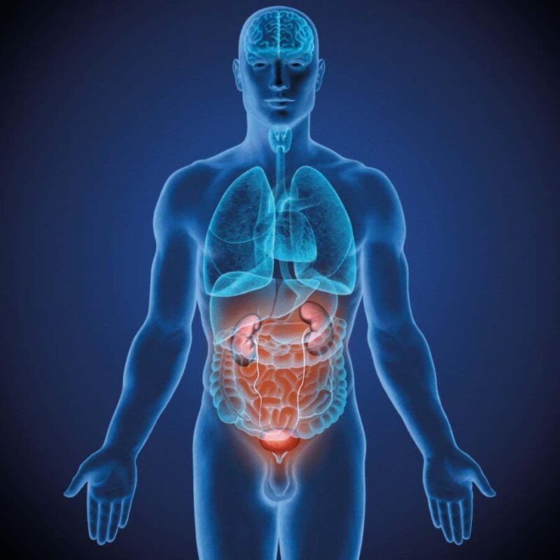 Most comprehensive picture yet of how organs age at different rates