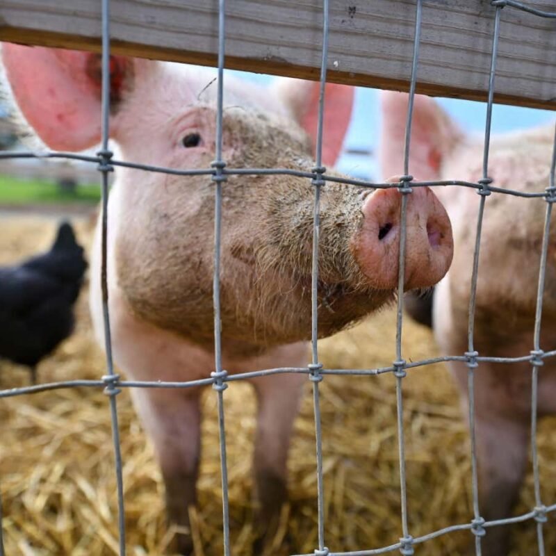 Bird flu infects a pig in the US, potentially raising risks to humans