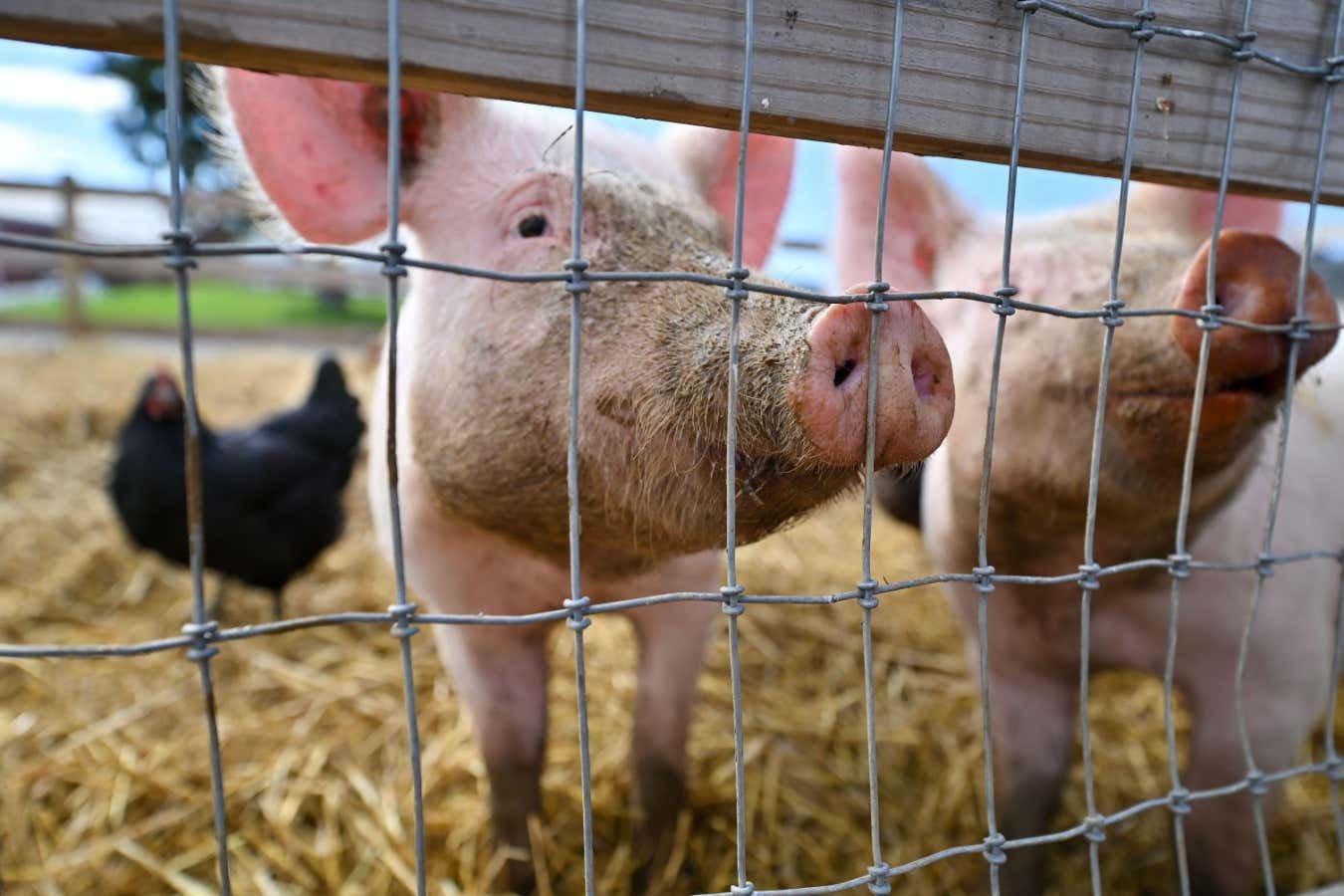 Bird flu infects a pig in the US, potentially raising risks to humans