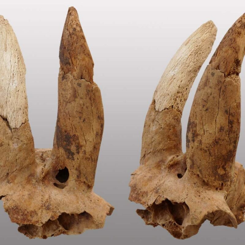 Ancient Egyptians shaped sheep’s horns – and we don’t know why