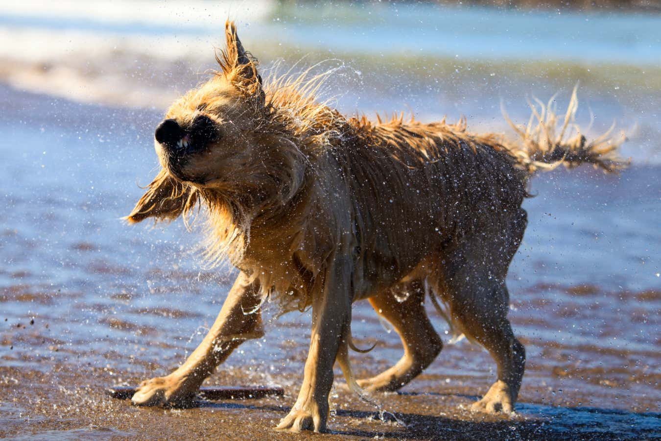 Why hairy animals shake themselves dry