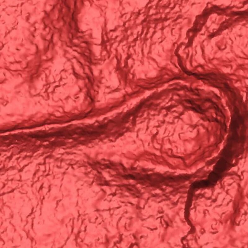 Worm-like fossil is the oldest ancestor of spiders and crustaceans