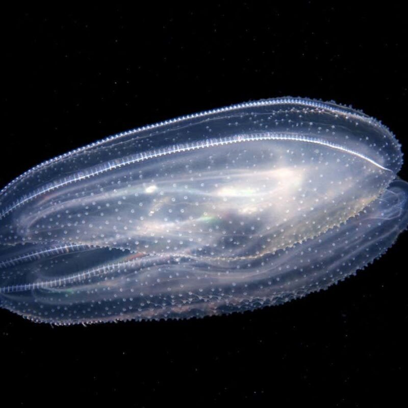 New forms of animals made by fusing several comb jellies together