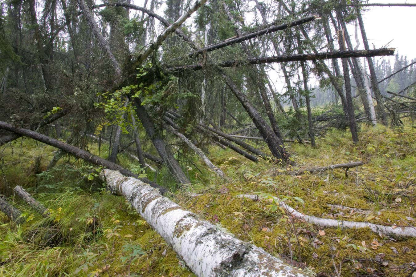 Melting permafrost makes ‘drunken forests’ store less carbon