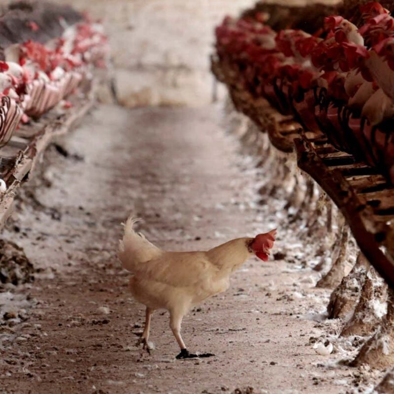 H5N1 bird flu is closer to gaining pandemic potential than we thought