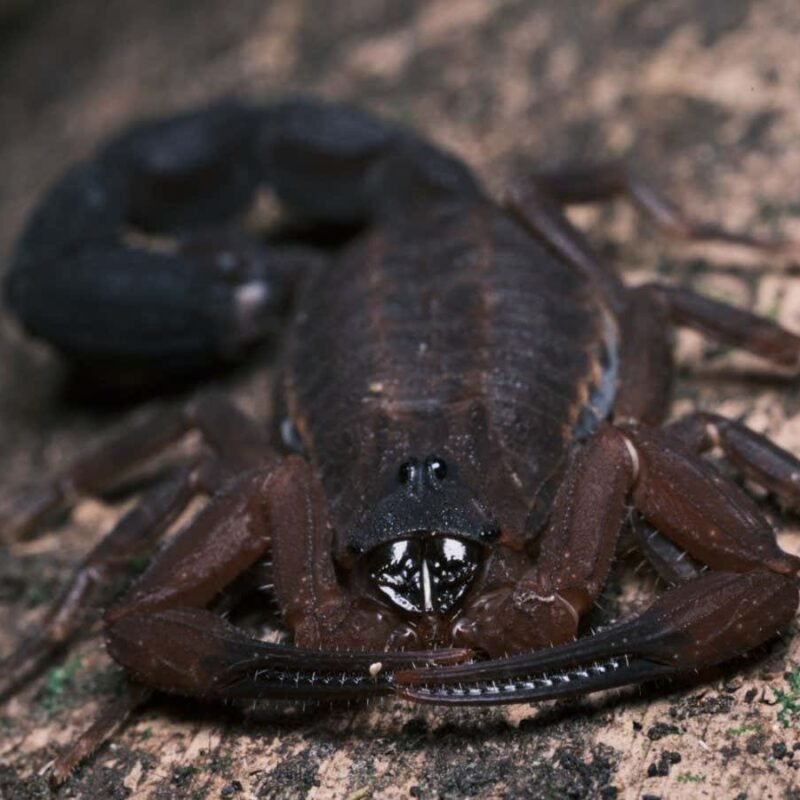 Newly identified scorpion species ‘spits’ venom to defend itself