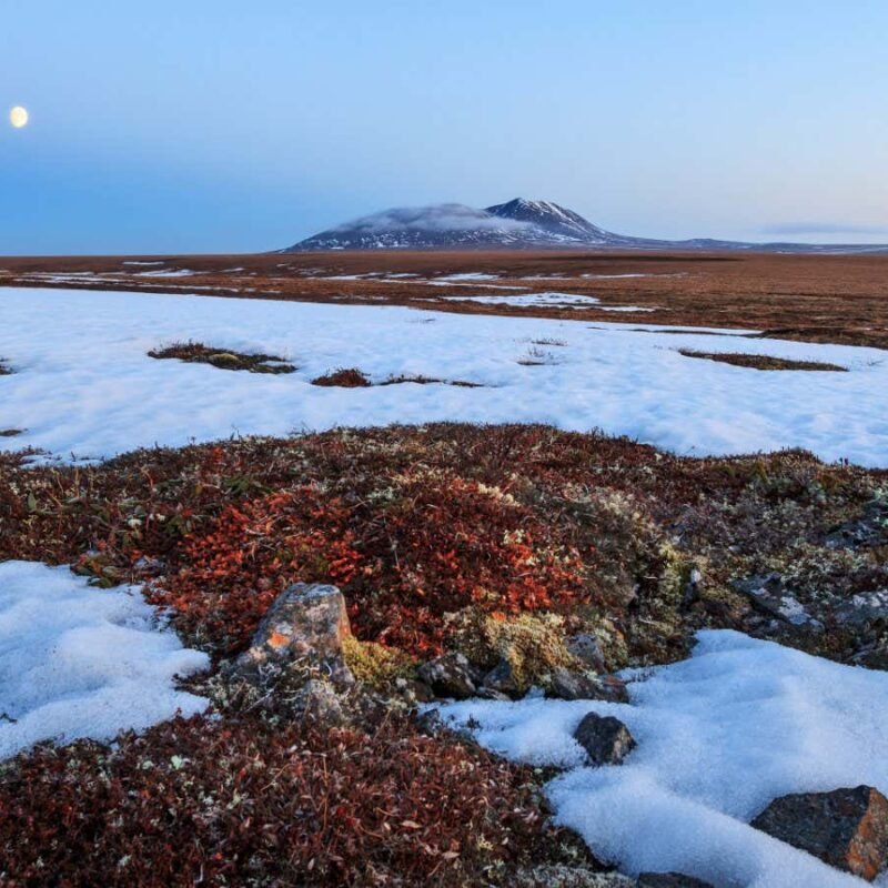 Arctic tundra is now a source – not a sink – of carbon emissions