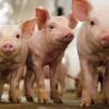 Disease-resistant pork may go on sale in 2025 thanks to gene editing