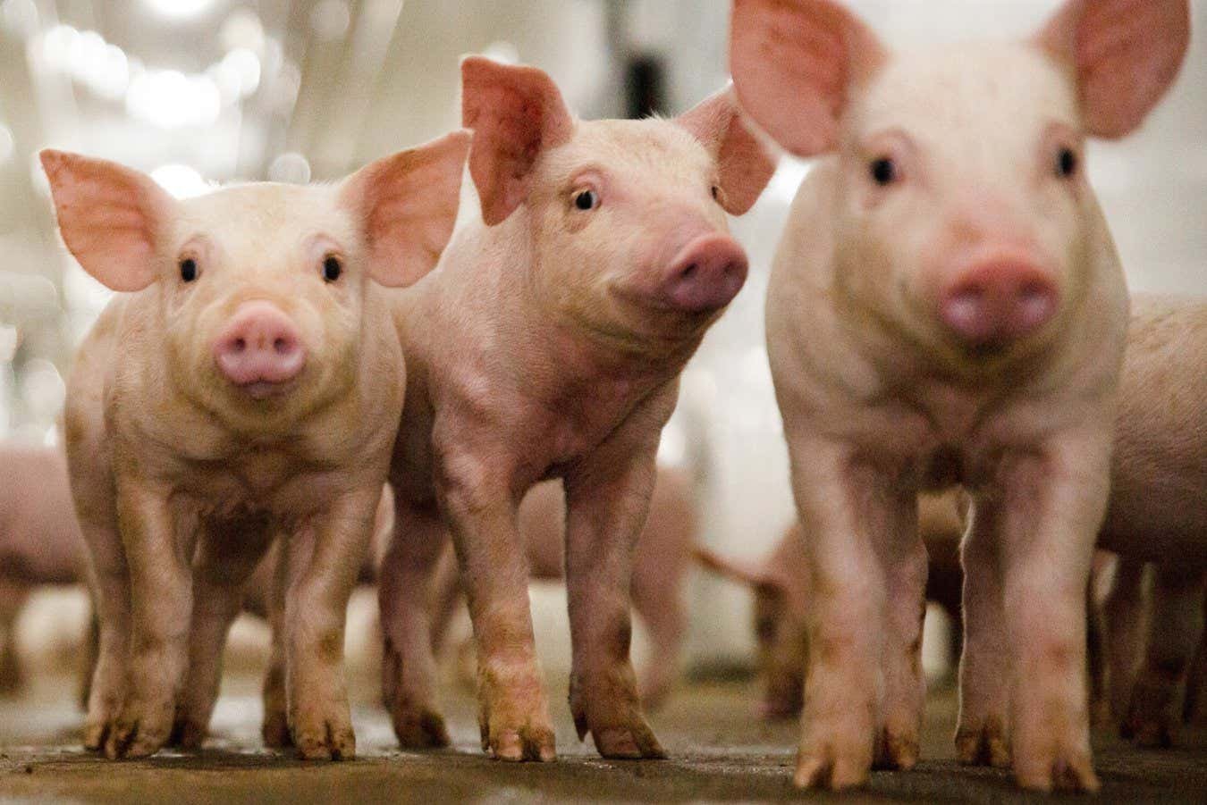 Disease-resistant pork may go on sale in 2025 thanks to gene editing