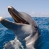 Dolphins may use their teeth to hear underwater