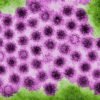 Will an mRNA vaccine target the norovirus strain behind surging cases?