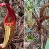 Hairy ‘orangutan pitcher plant’ discovered in Borneo