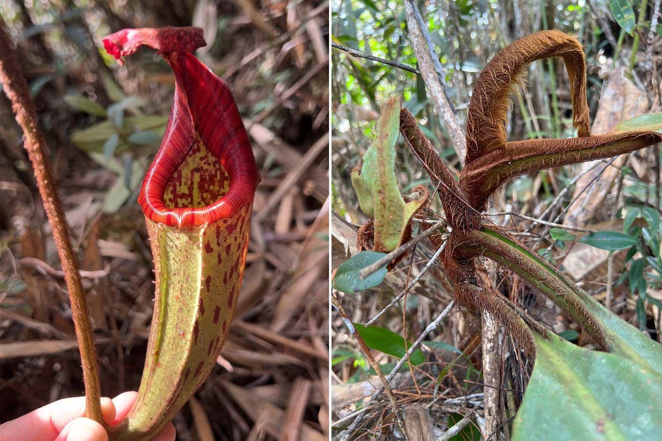 Hairy ‘orangutan pitcher plant’ discovered in Borneo