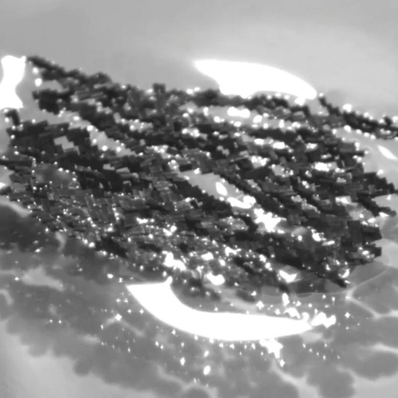 Microrobot swarms mimic ant-like feats of strength