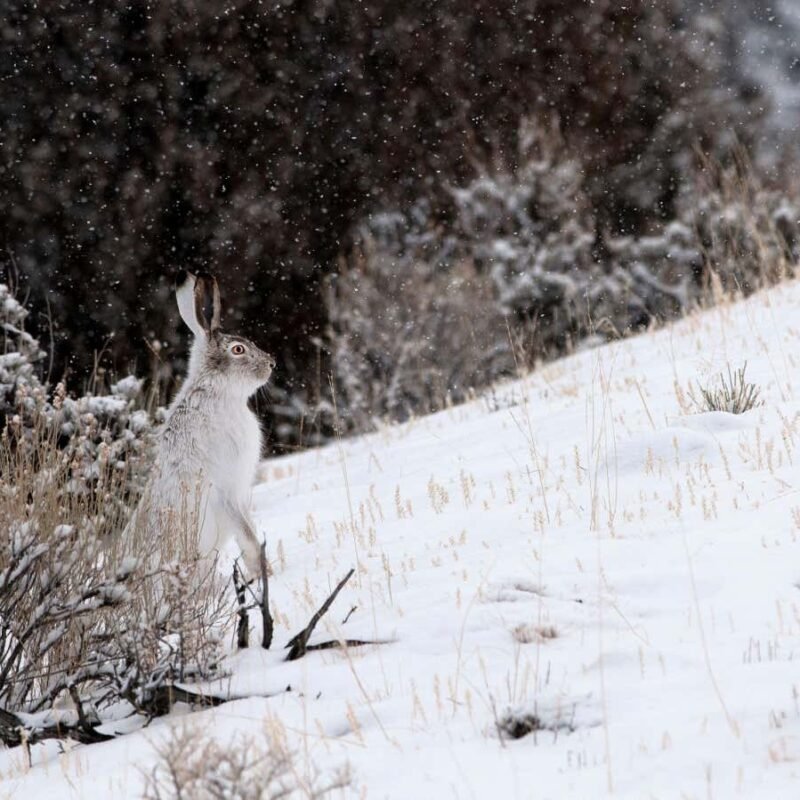 Snow days set to disappear across much of the US