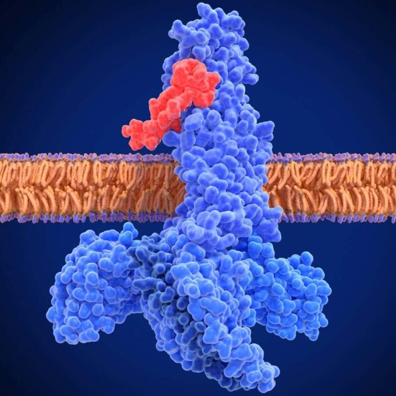 Ozempic and Wegovy have heart health benefits beyond just weight loss