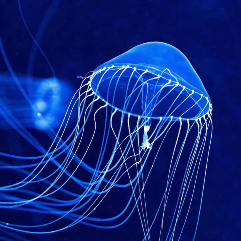 Glowing biological quantum sensor could track how cells form