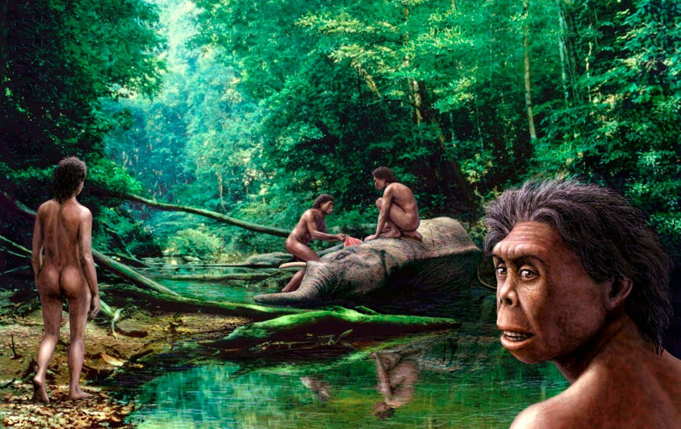 Climate change may have killed ancient ‘hobbit’ hominins