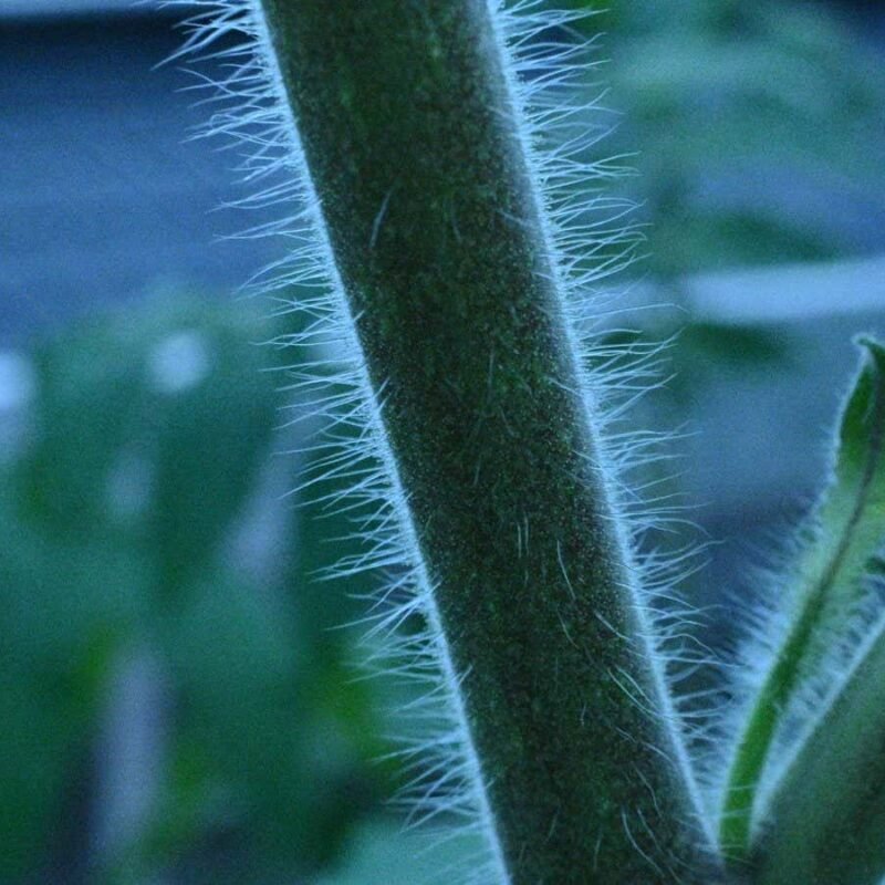 Tomato plants are covered in tiny anti-pest booby traps