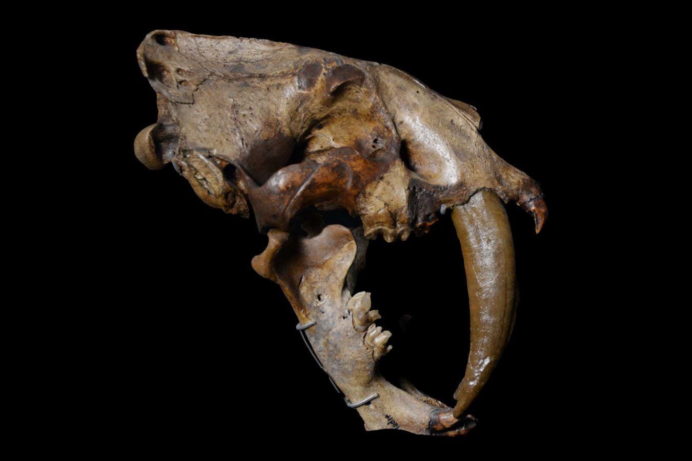 Why sabre-toothed animals evolved again and again