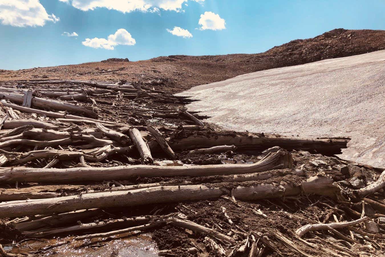 Melting ice reveals millennia-old forest buried in the Rocky mountains