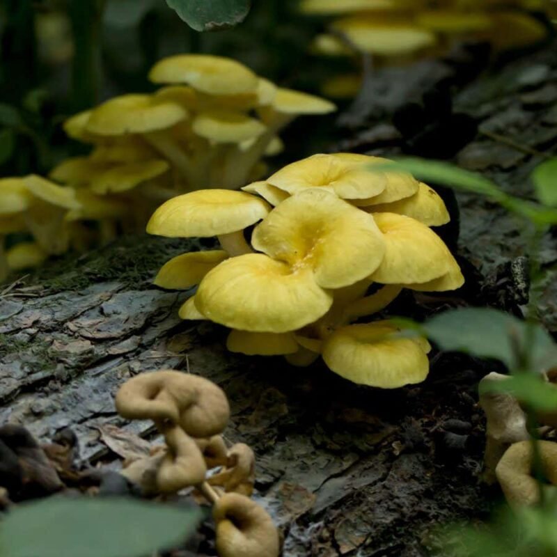 Golden oyster mushrooms may stave off signs of ageing