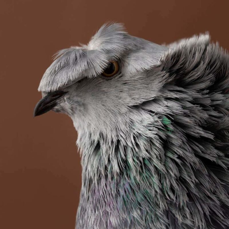 Fancy pigeons flaunt their feathers in this striking photo series