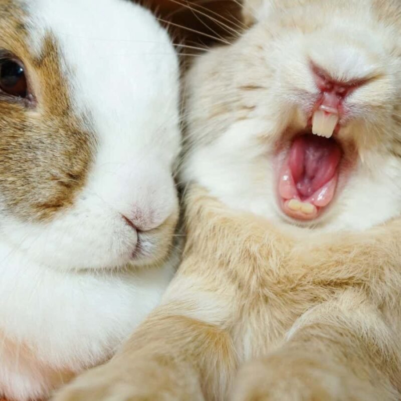 Rabbits may eat their own teeth to boost their calcium intake Rabbits may eat their own teeth to boost their calcium intake