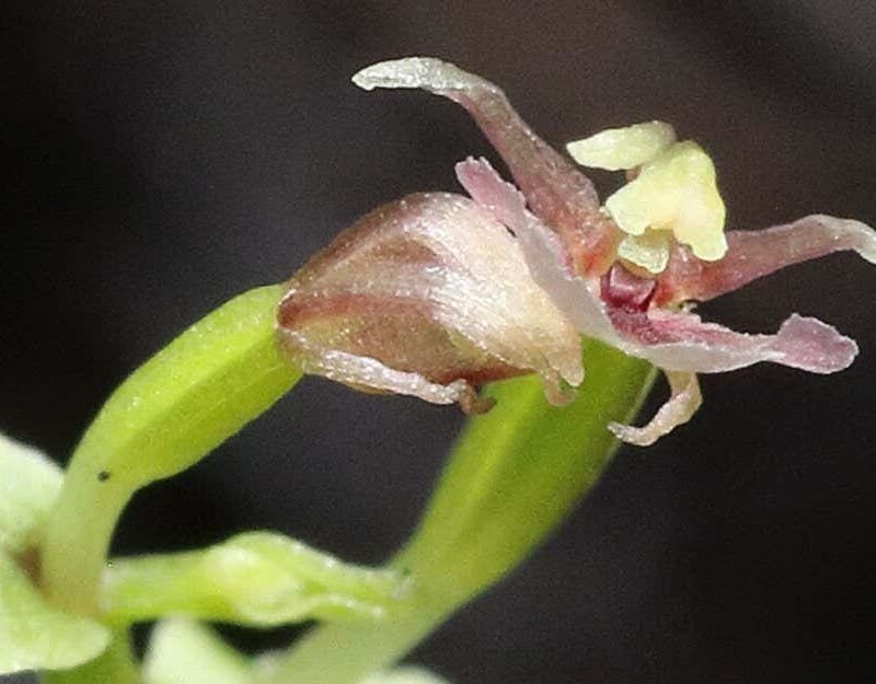 An orchid uses a finger-like appendage to pollinate itself