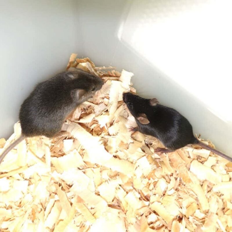 Mice born with two fathers – but don’t expect the same for people