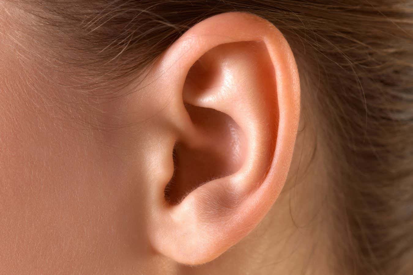 ‘Obsolete’ muscle that wiggles ears actually activates while listening