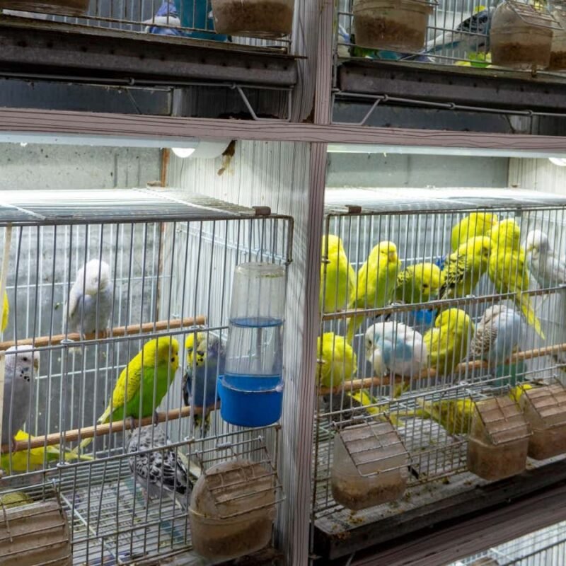 US has imported billions of wild animals in the past 20 years