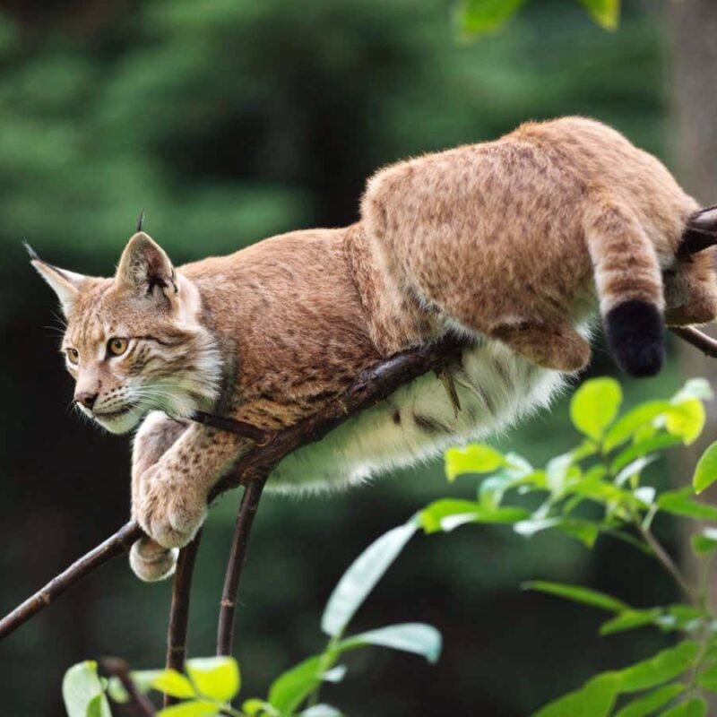 Rewild the UK with lynx soon? Not a cat in hell’s chance, sadly