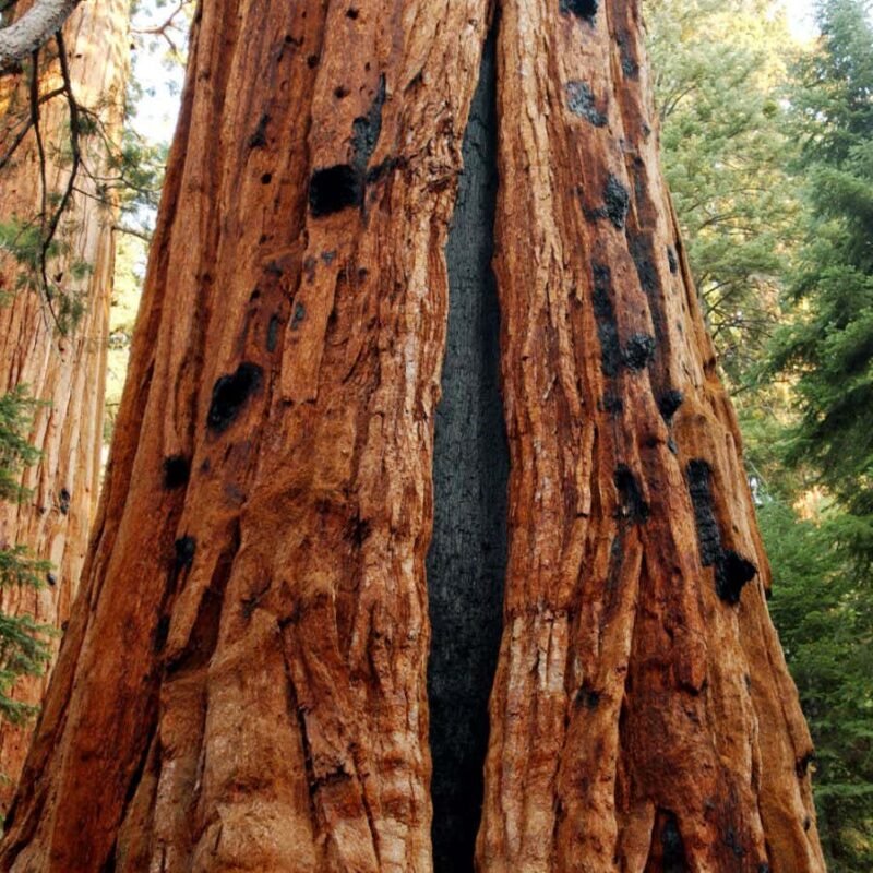 Tree scars reveal how wildfires in centuries past differed from today