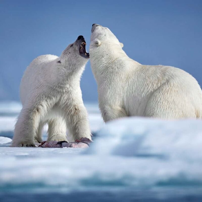 How polar bears stop ice from freezing on their fur