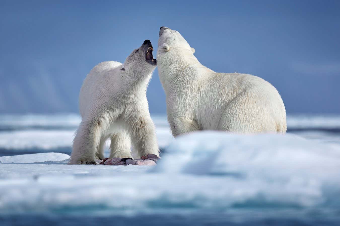 How polar bears stop ice from freezing on their fur