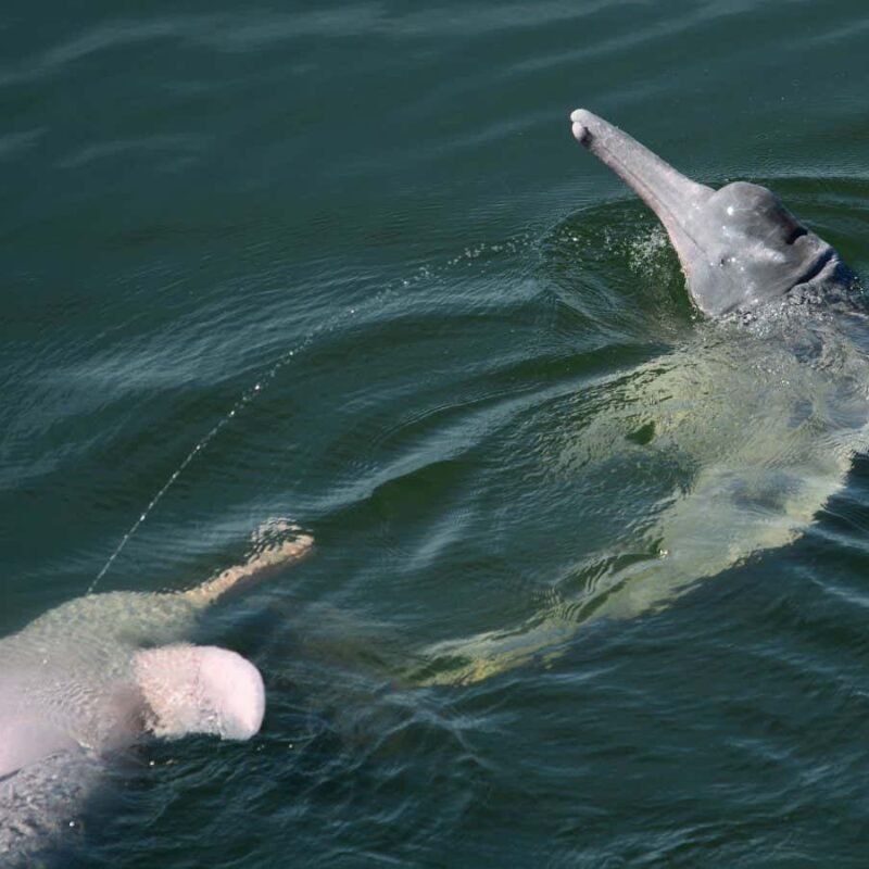 Amazon river dolphins may send messages with aerial streams of urine