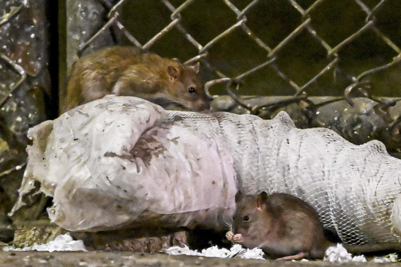 Rat populations in cities are booming as the planet warms up